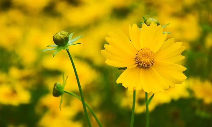 春季花粉過敏的中醫防治
